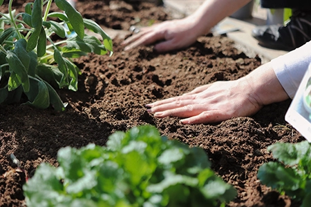 woman spreading mulch