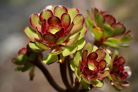 Aeonium arboreum