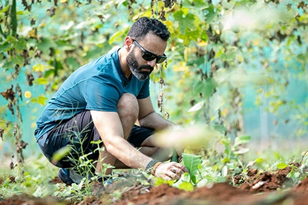 Gardener removing mulch