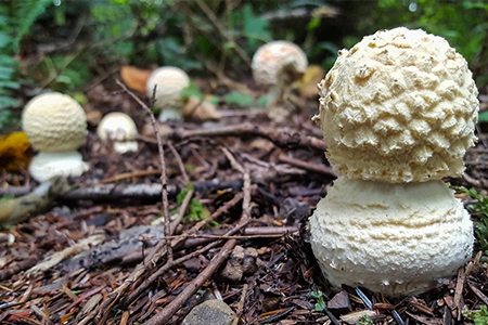 Mushroom compost