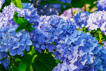 mulch for hydrangeas