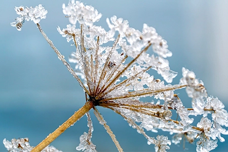 mulch to protect perennials