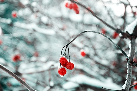 winter berries