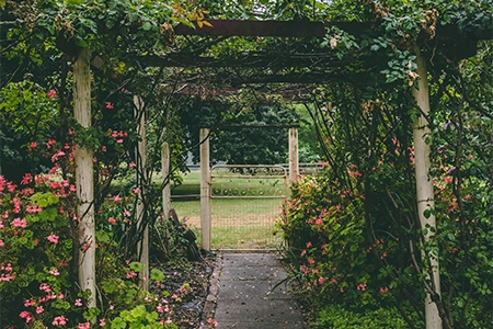 Climbing plants on pergolas