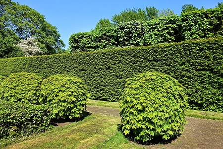 Evergreen shrubs