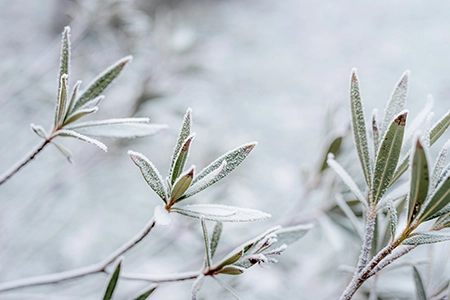 winter planting