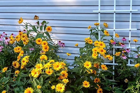 Climber on a trellis