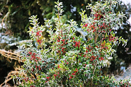 festive planting and borders