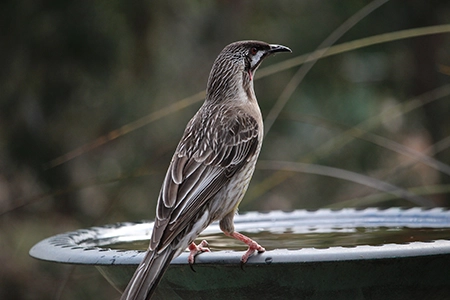 Birdbath