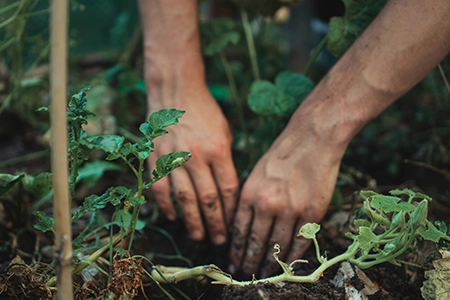 Planting a lawn alternative