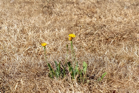 A burnt and weed filled lawn