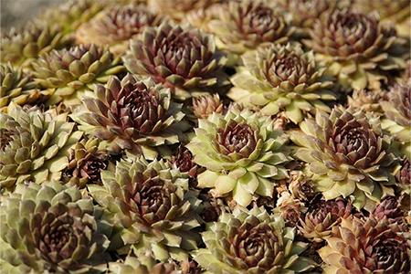 Sedum lawn alternative