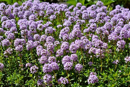 Creeping Thyme lawn