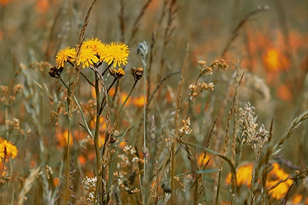Wildflower turf