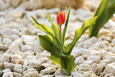 Tulip planted in gravel