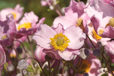 Japanese Anemones