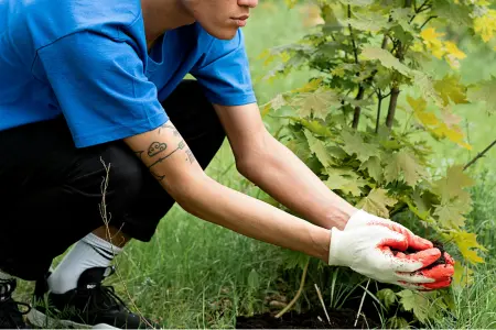 Tree planting scheme