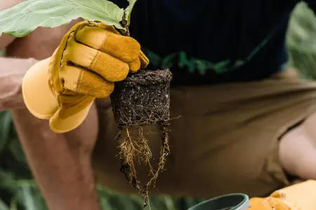 Can I plant shrubs in February?