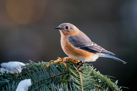 Christmas wildlife habitat