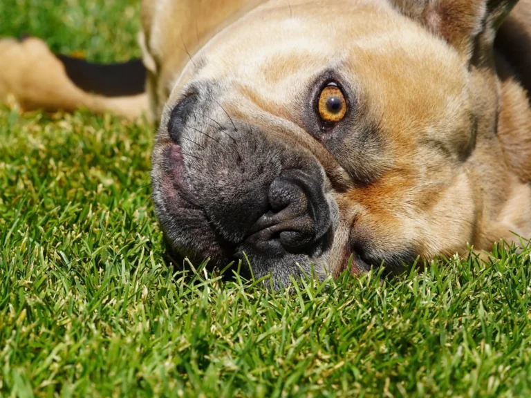 what should I do to my lawn in January?