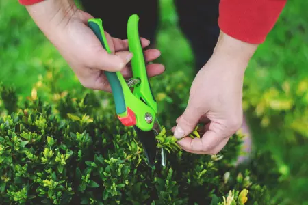 Good garden hygiene