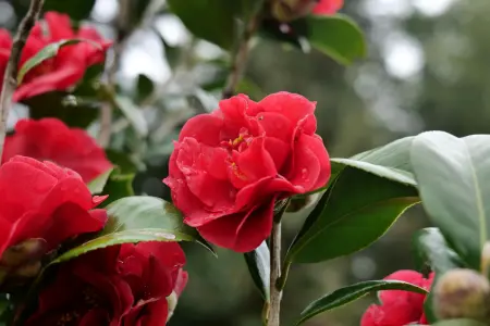 Low pollen Camellia