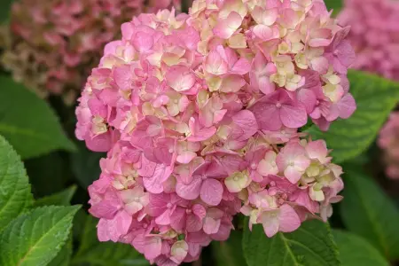 Choose low pollen plants