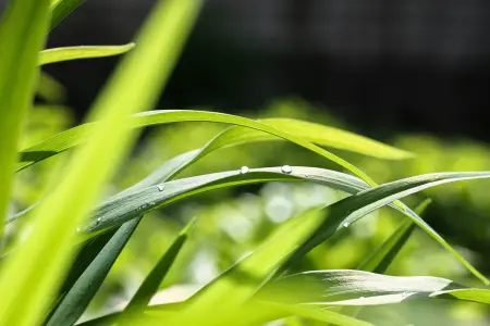 Lawns produce grass pollen