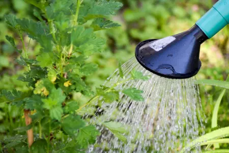 Hosepipe ban in Norfolk