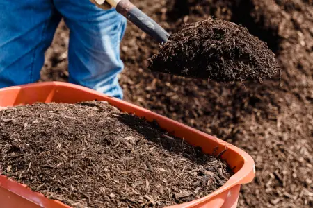 Mulch your borders to help with Norfolk hosepipe ban