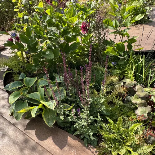 Boardwalk and planting at Sandringham 2026