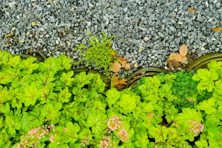 Choose drought-tolerant planting