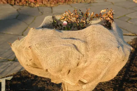 Protect tender plants for the winter