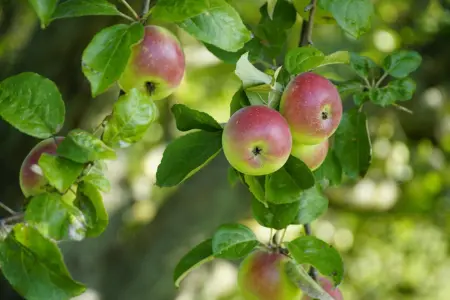 Plant bare-root apple trees in October 2026