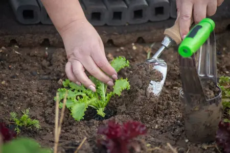 why should you weed your garden