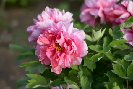 Perennial and shrub planting in Autumn UK