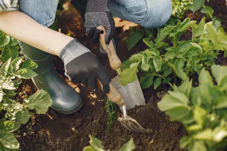 Importance of weeding in your garden