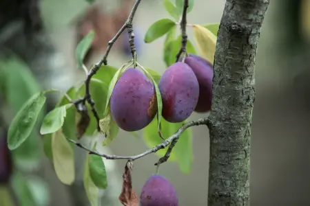 Cons of planting bare-root fruit trees in Autumn