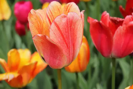 Tulip Spring bulb planting in Autumn 2026 UK