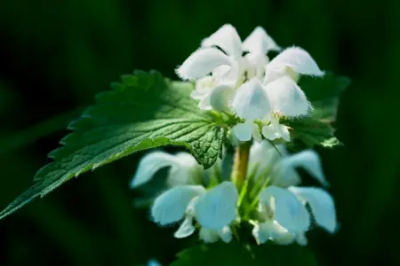 weeding nettles in the garden
