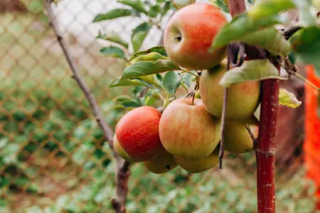 Plant bare-root fruit trees in October
