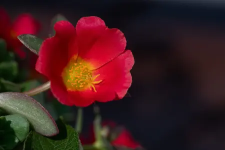 Weeding purslane in the garden