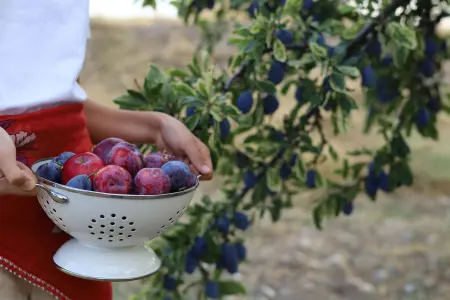 What to plant in October