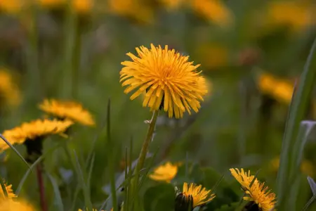 Weeding in the garden with a dandelion digger