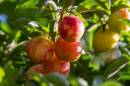 Plant plum bare-root fruit trees in October
