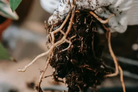 What to plant in november: bare root shrubs