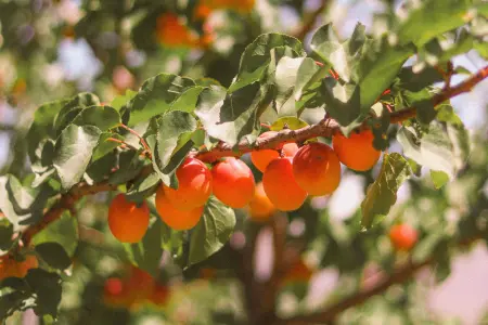 Benefits of planting bare-root fruit trees in October