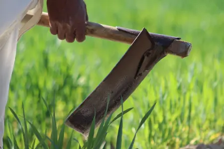 Weeding in the garden with a hoe