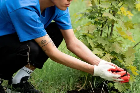 Bare-root or pot grown Autumn planting