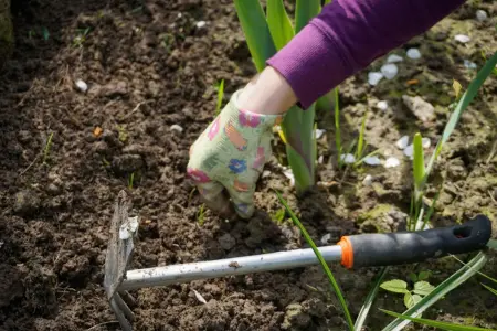 Benefits of weeding in the garden with tools